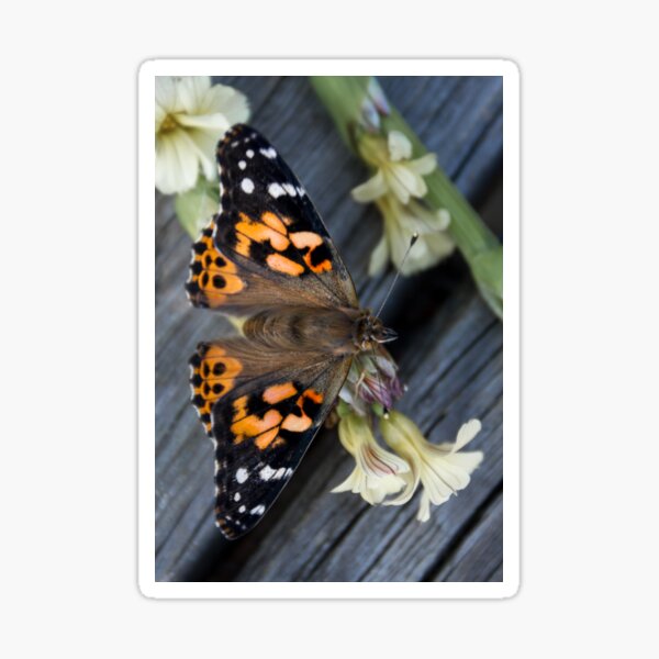 Painted Lady Butterfly Sticker