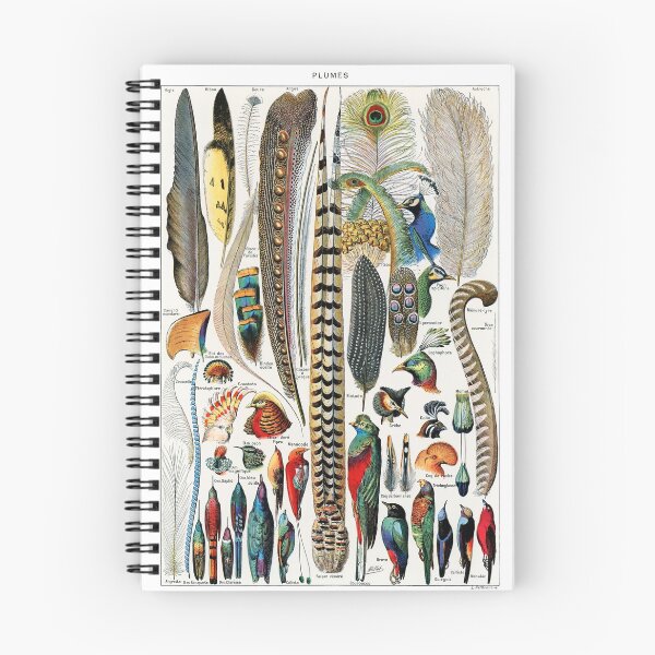 Item preview, Vintage feather illustrations designed and sold by Flamin' Galah.
