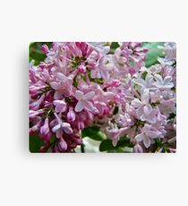 Lilac flowers Canvas Print