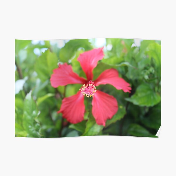 Chinese Hibiscus Flower, Shoeblackplant  Poster