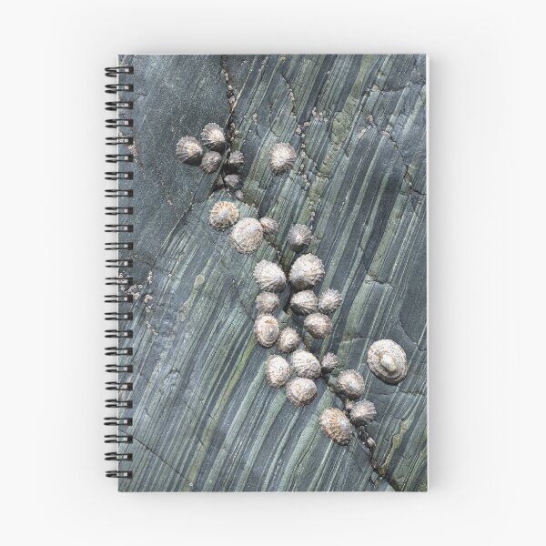 Item preview, Cadgwith Limpets designed and sold by ccullen222.