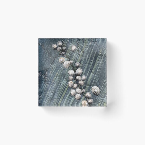 Item preview, Cadgwith Limpets designed and sold by ccullen222.