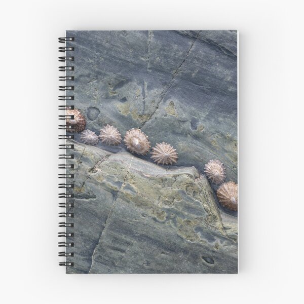 Item preview, Cadgwith Limpets #2 designed and sold by ccullen222.
