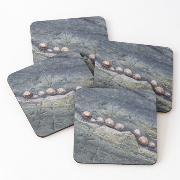 Item preview, Cadgwith Limpets #2 designed and sold by ccullen222.