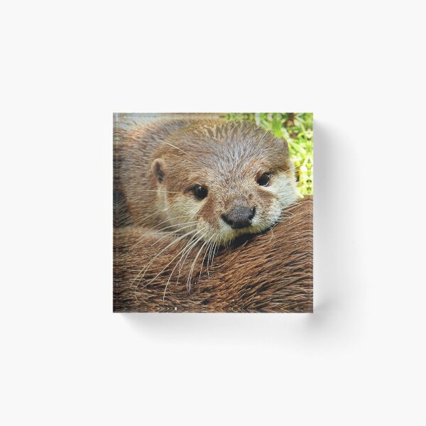 Item preview, River Otter Portriat designed and sold by Booboo13.