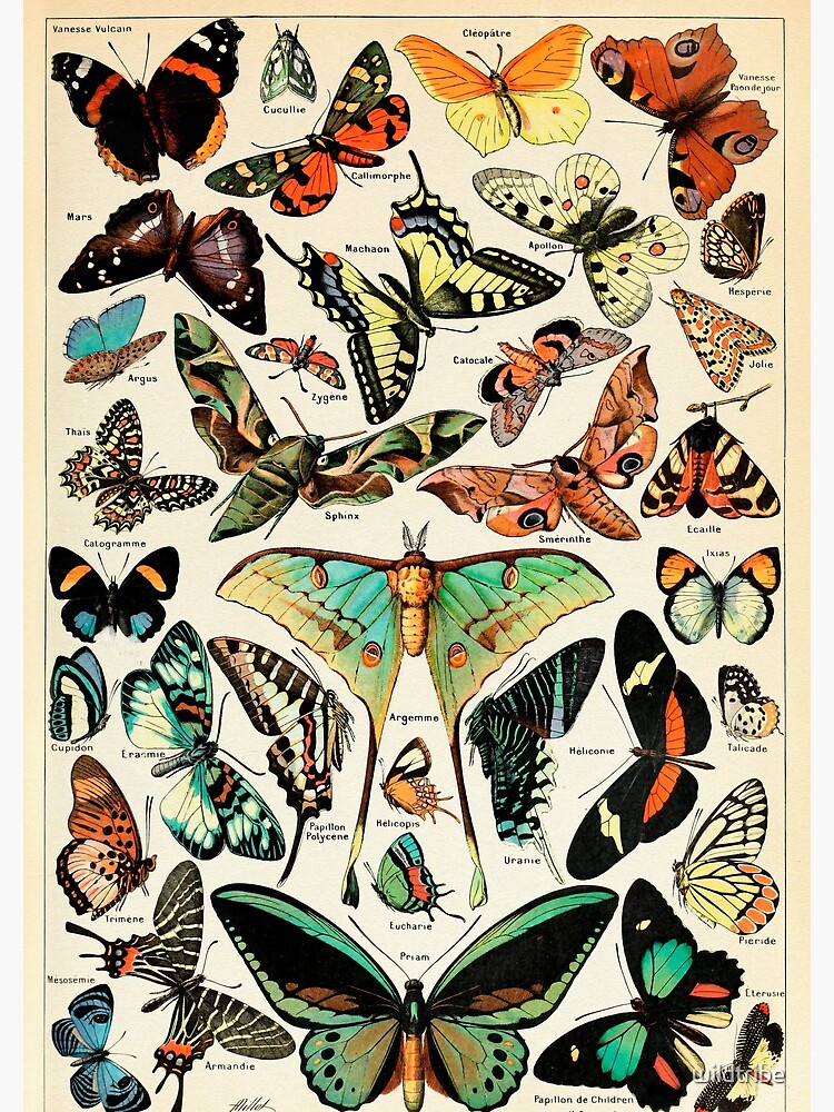 Papillon I Vintage French Butterfly Charts by Adolphe Millot by wildtribe