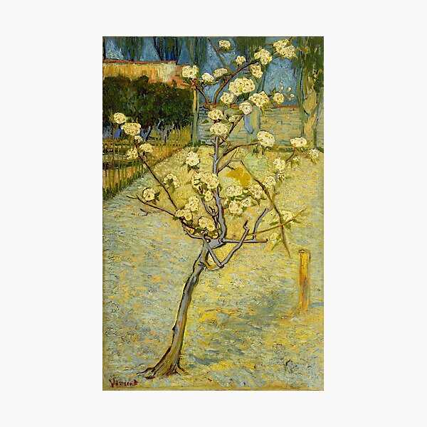 Small Pear Tree in Blossom, by Vincent van Gogh Photographic Print