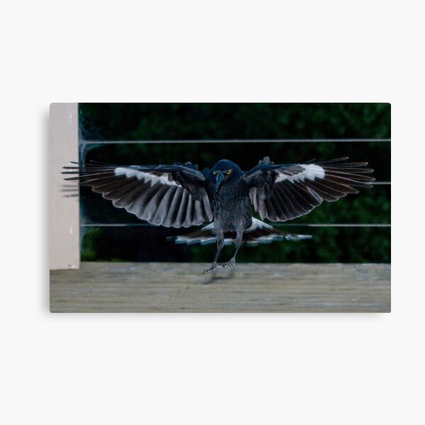 Currawong Canvas Print