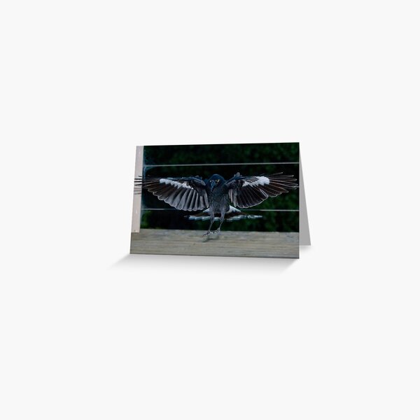 Currawong Greeting Card