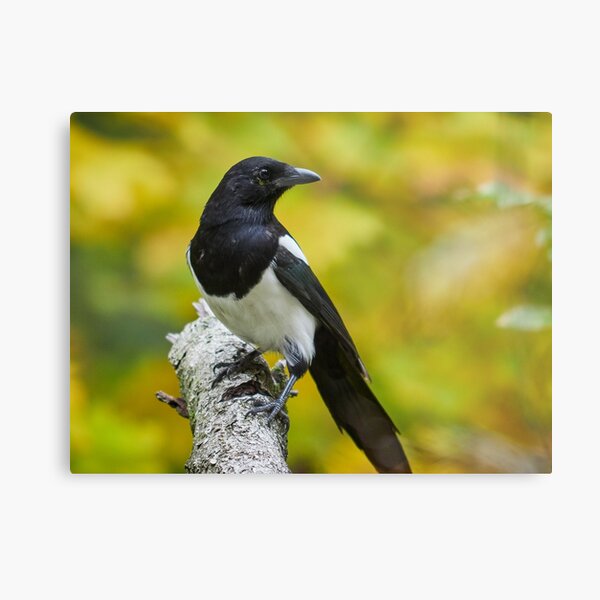 Eurasian magpie Metal Print