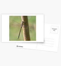 Migrant Hawker Postcards