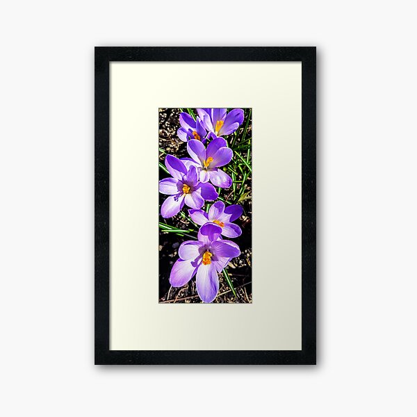 Crocus Love Framed Art Print