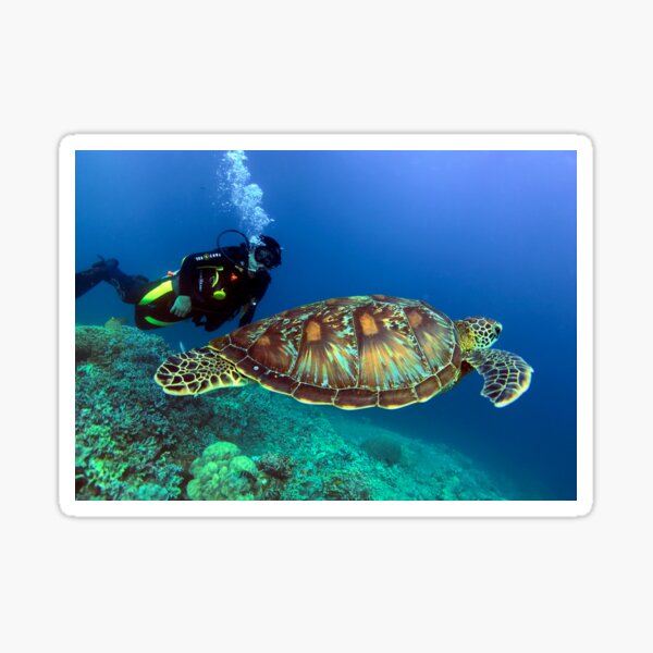 green sea turtle Sticker