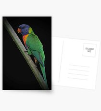 rainbow lorikeet Postcards