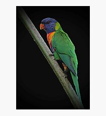 rainbow lorikeet Photographic Print