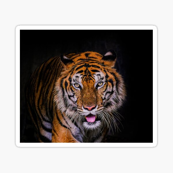 Bengal Tiger Geschenke Merchandise Redbubble