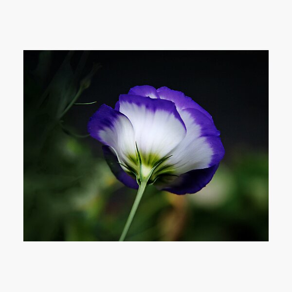 Item preview, Lisianthus Looking Away designed and sold by Eileen McVey.