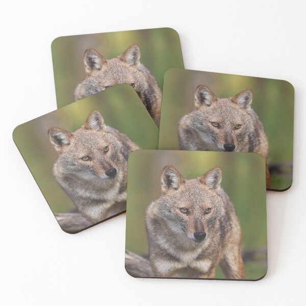 Item preview, Golden Jackal designed and sold by LaGalleria-BNS by Moses Benson Gallery.