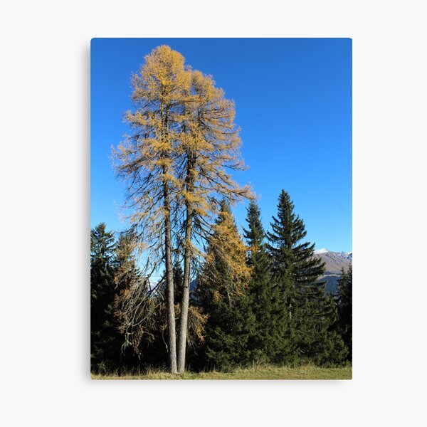 Herbstwald Leinwanddruck