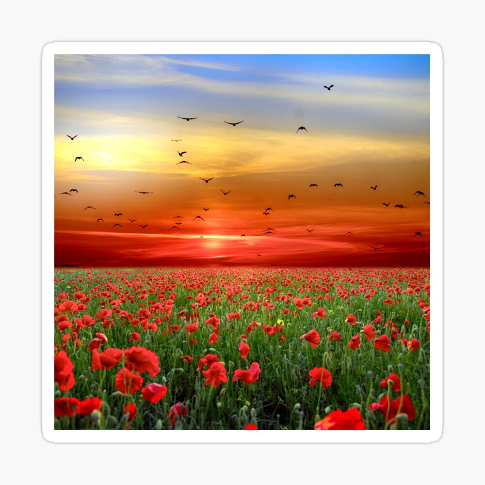 Flower Field Sunset Poster