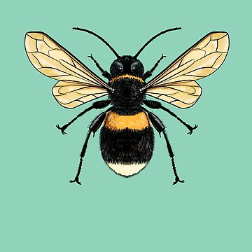 Artwork thumbnail, Bumblebee by Holly Pierson