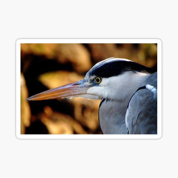 vogel Sticker