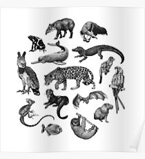 Biodiversité de l'Amazonie Poster