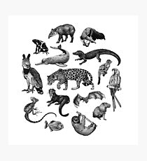 Lámina fotográfica Biodiversidad de la Amazonía