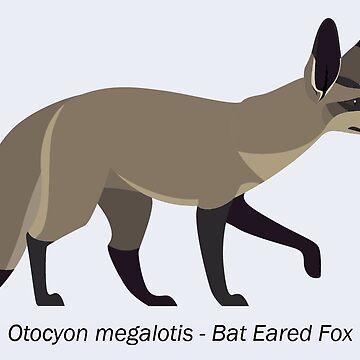 Artwork thumbnail, Otocyon megalotis - Bat Eared Fox by The Faunal Frontier