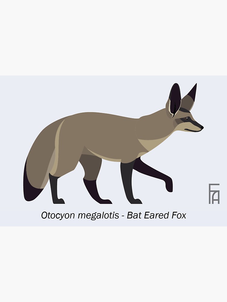 Thumbnail 3 of 3, Sticker, Otocyon megalotis - Bat Eared Fox designed and sold by faunalfrontier.