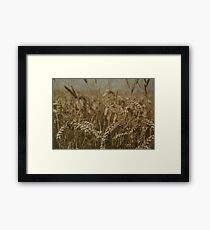 Wheat Field Framed Art Print
