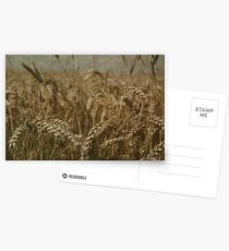 Wheat Field Postcards