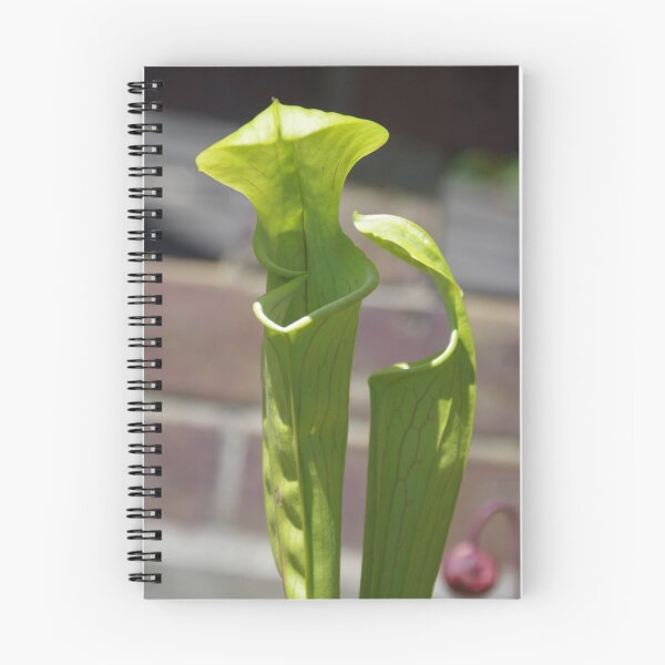 Item preview, Carnivorous Plant - Pitcher Plant designed and sold by lezvee.