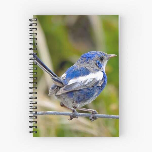 Item preview, white winged Fairy wren   ( Malurus Leucopterus ) designed and sold by auswr20000.
