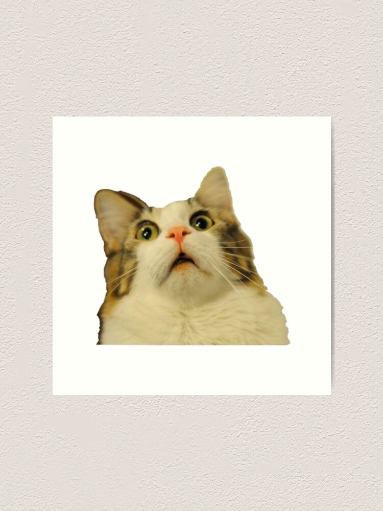 "cat meme" Art Print for Sale by vandastickers Redbubble