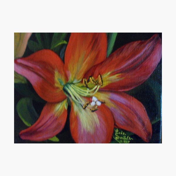 Lily Photographic Print