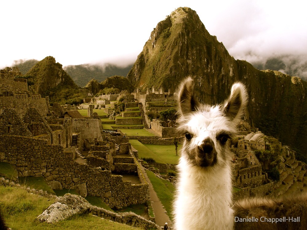 Home Decor Canvas Wall Art quot baby alpaca at machu picchu quot by danielle chappell hall Home Decor Canvas Wall Art quot baby alpaca at machu picchu quot by danielle chappell hall