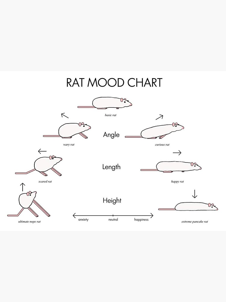 "Rat Mood Chart" Sticker for Sale by 2wenty4 Redbubble