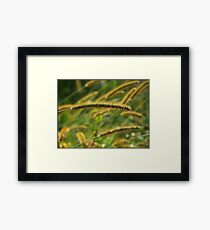 Prairie Grass Framed Print