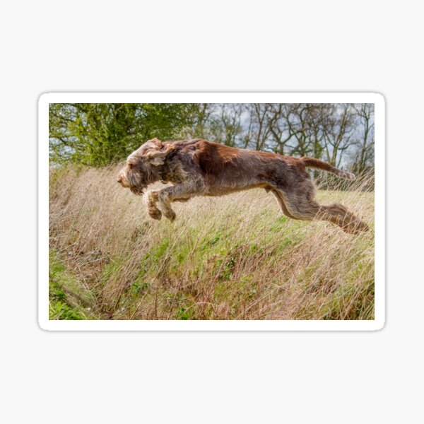 Jumping Spinone Sticker