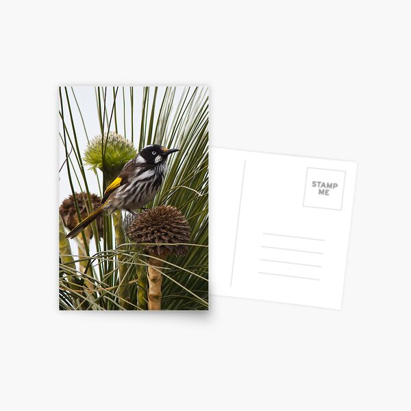 New Holland Honeyeater - Phylidonyris novaehollandiae Postcard
