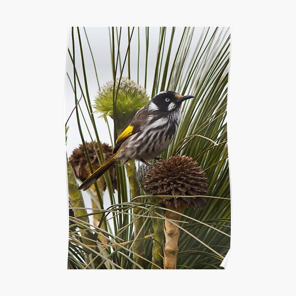 New Holland Honeyeater - Phylidonyris novaehollandiae Poster