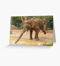 Elephant Tai Chi Greeting Card