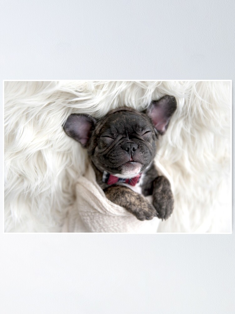 french bulldog baby swaddle