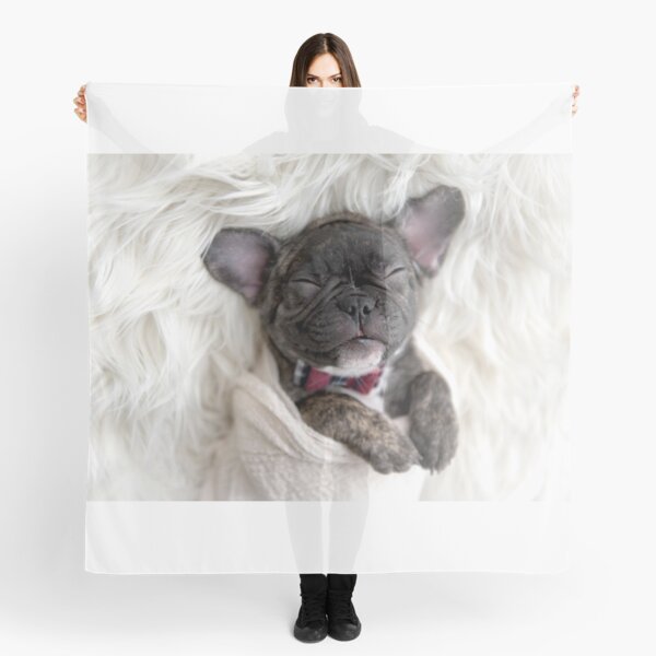 Swaddled Sleeping French Bulldog Puppy Scarf