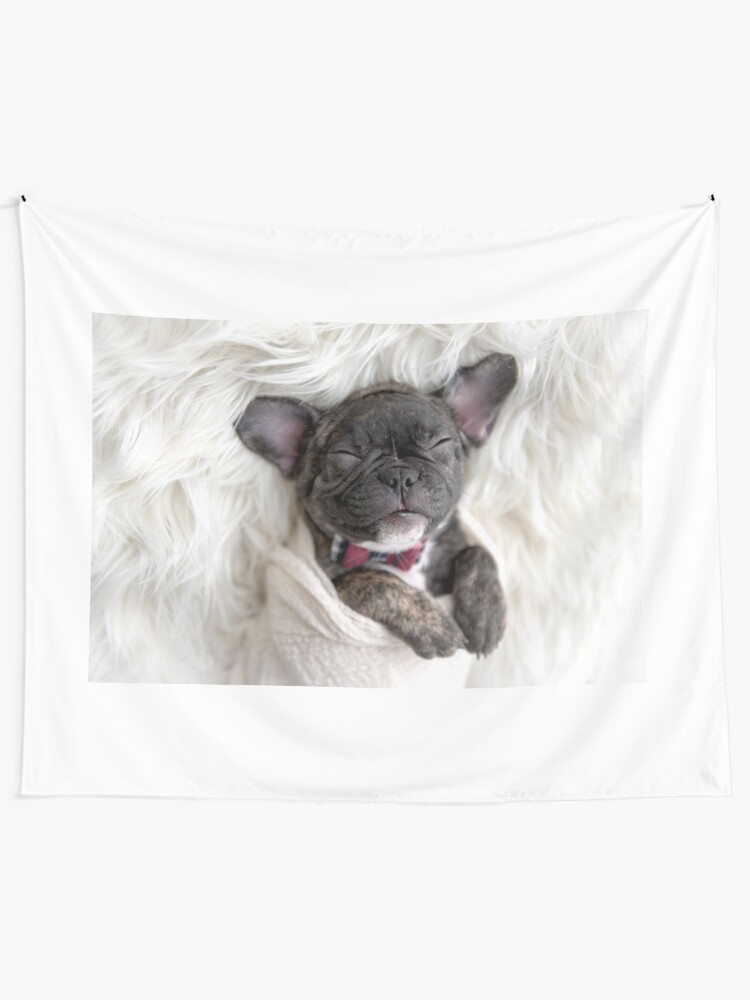 french bulldog swaddle