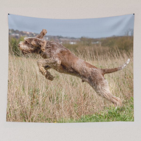 Item preview, Spinone leaping by heidiannemorris designed and sold by FOLK ART FUSION by heidiannemorris.