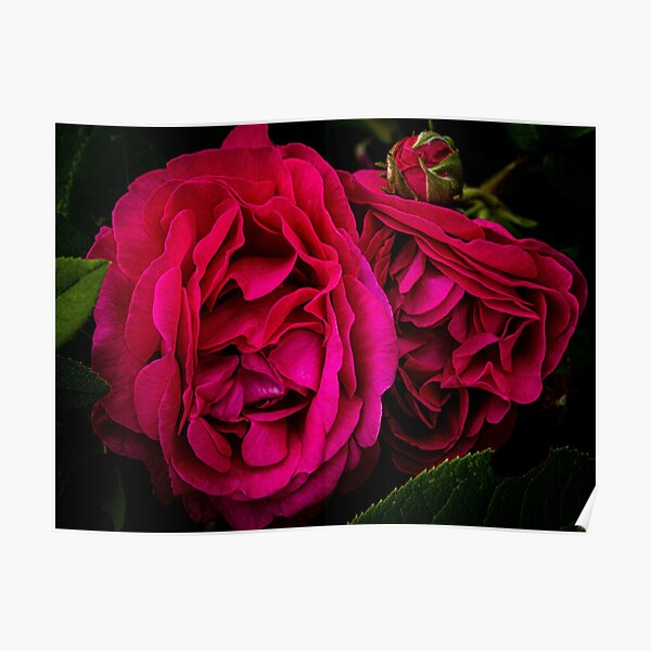 A Red Red Rose #2 Poster
