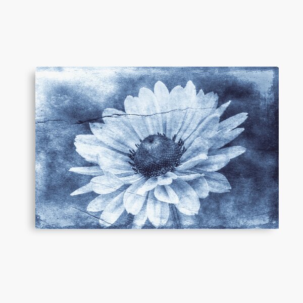 If Daisies Wore Blue Jeans Canvas Print