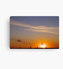 Golden Reed Canvas Print